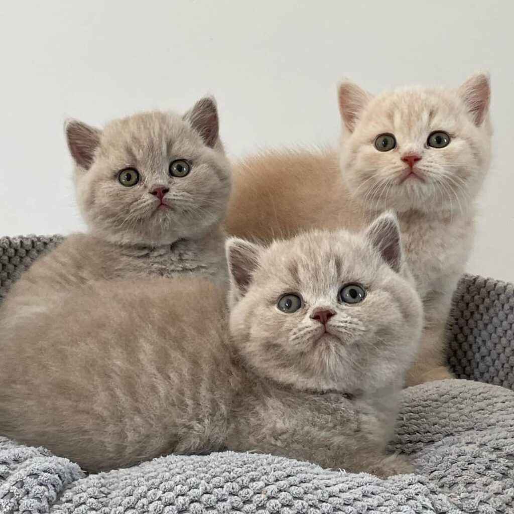 British Shorthair Kittens FOR SALE