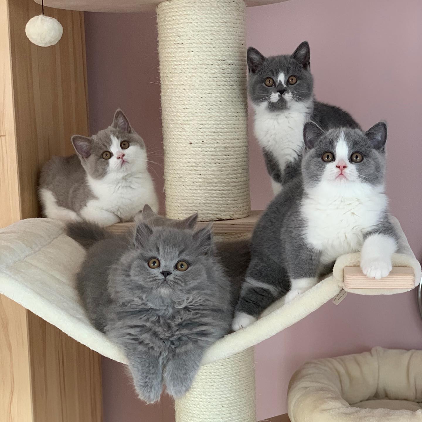 British Shorthair Cats for sale