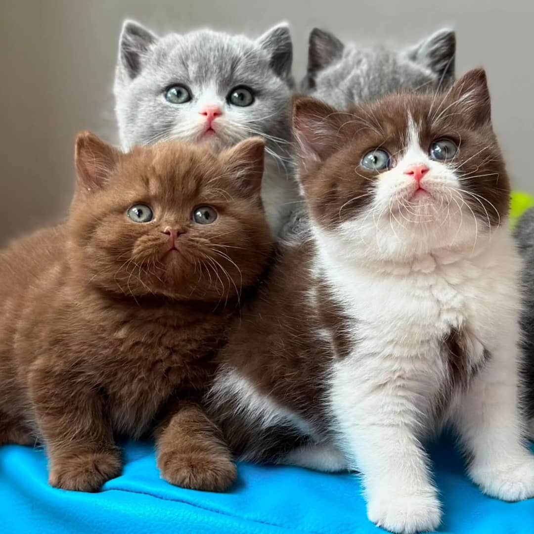 British Shorthair Kittens