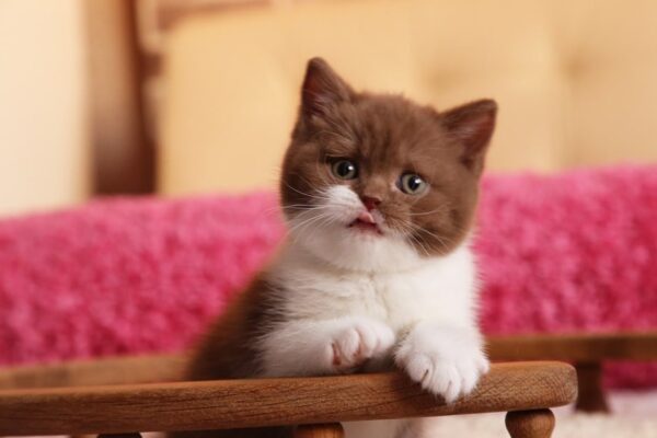 British Shorthair Kittens