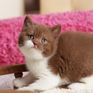 British Shorthair Kittens