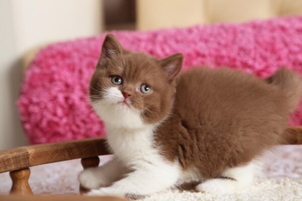 British Shorthair Kittens