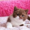 British Shorthair Kittens