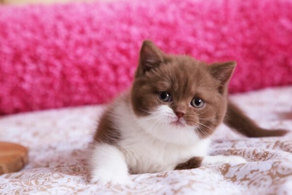 British Shorthair Kittens