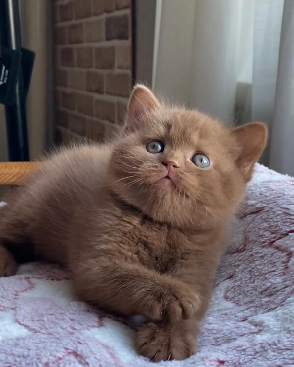 British Shorthair Kittens