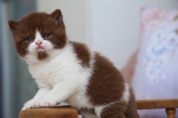 British Shorthair Kittens