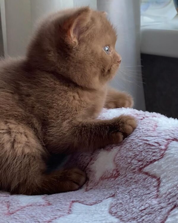 British Shorthair Kittens