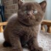 British Shorthair Kittens