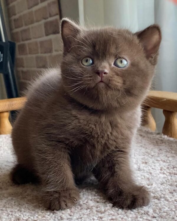 British Shorthair Kittens