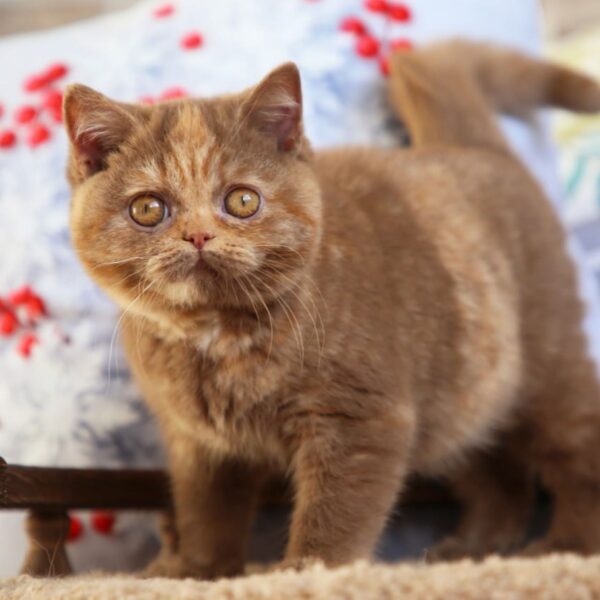 british shorthair