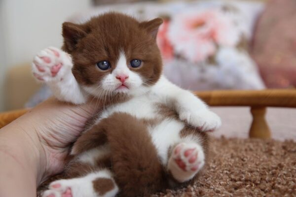 British Shorthair Kittens