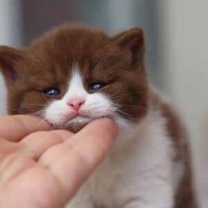 British Shorthair Kittens