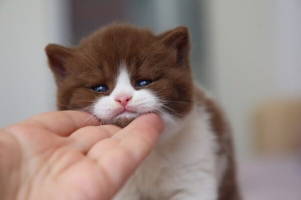 British Shorthair Kittens