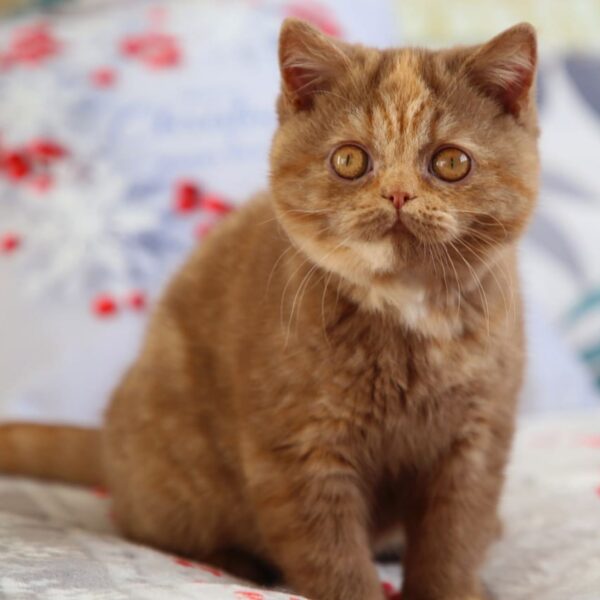 British Shorthair Kittens