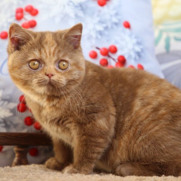 British Shorthair Kittens